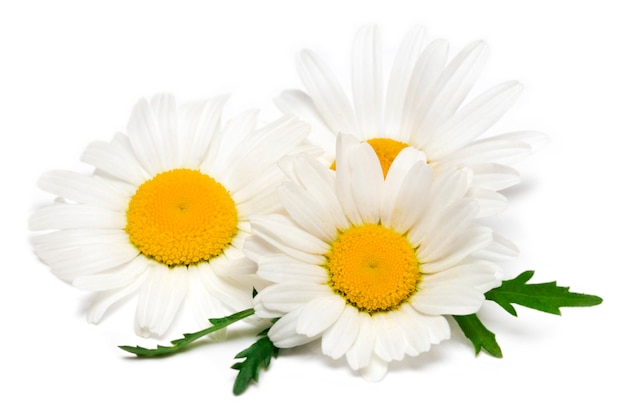 Photo fleurs de camomille ou de camomille isolés sur blanc.