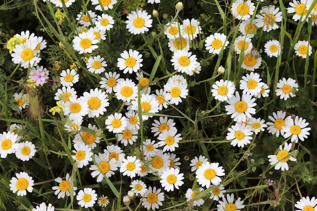 Photo fleurs de camomille daisy sur fond de fleurs blanches