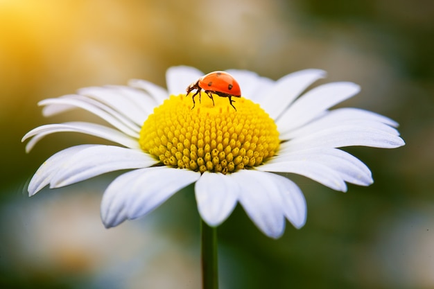 Fleurs de camomille dans le champ d'été