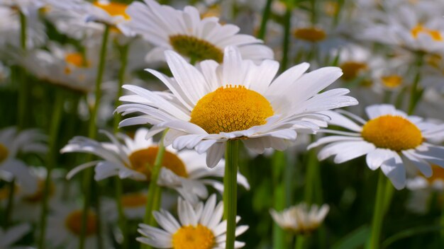 Fleurs de camomille dans le champ d'été