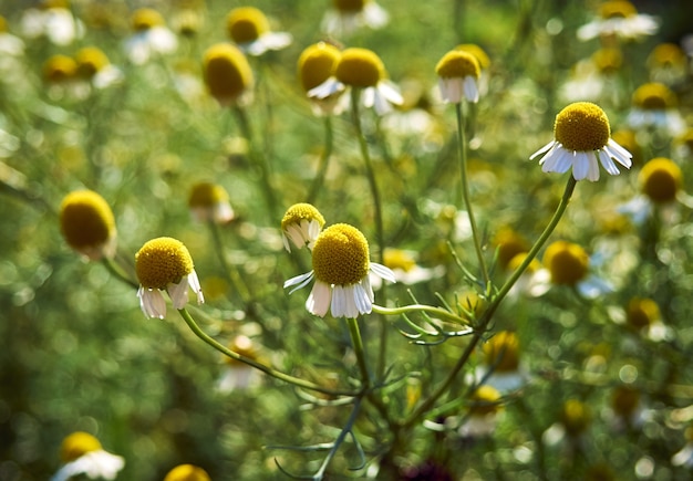 Fleurs de camomille dans le jardin