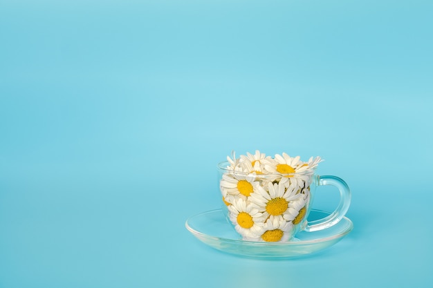 Fleurs de camomille dans une tasse en verre transparent