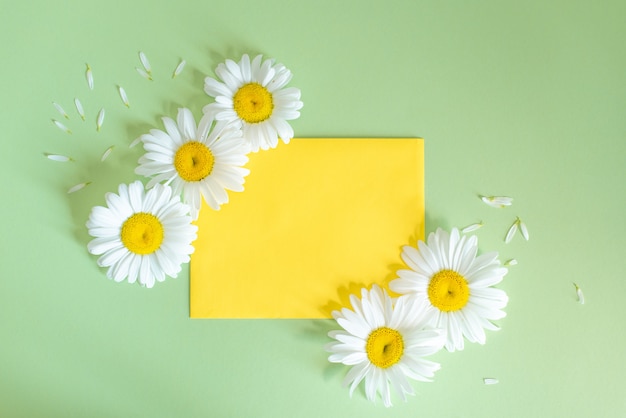 Fleurs de camomille en enveloppe sur fond coloré