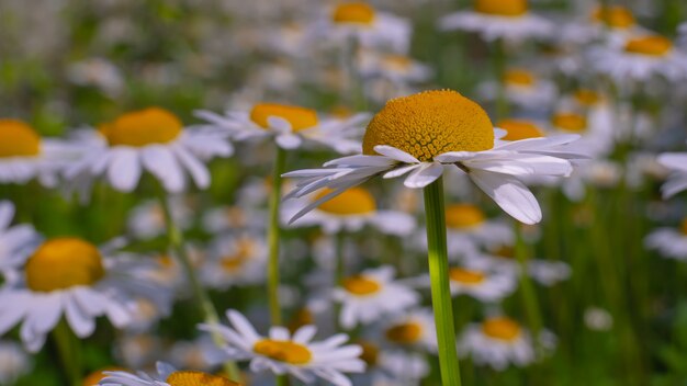 Fleurs de camomille fleuries sur un champ