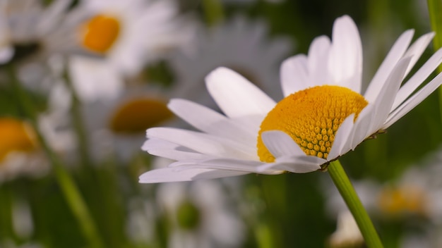 Fleurs de camomille fleuries sur un champ