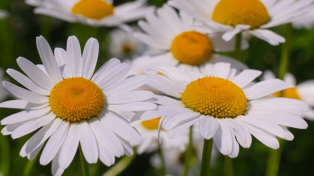 Fleurs de camomille fleuries sur un champ