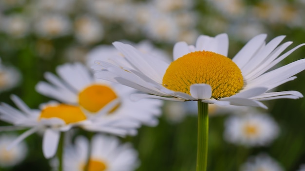 Fleurs de camomille fleuries sur un champ