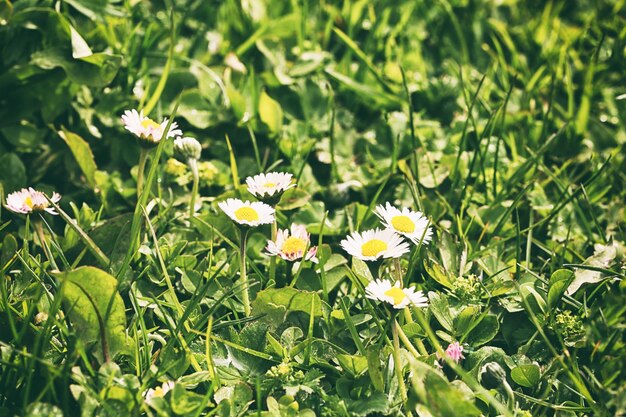 Fleurs de camomille en fleurs sur le pré