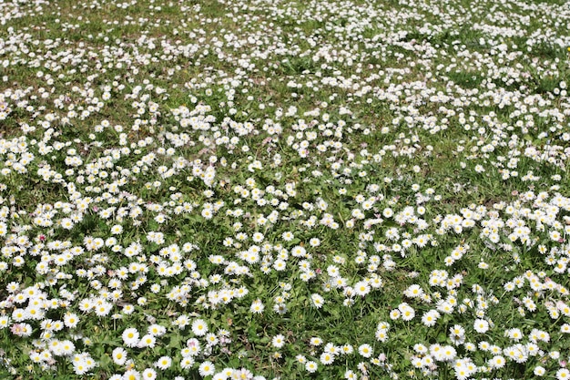 Fleurs de camomille en fleurs