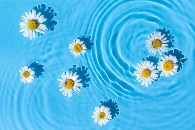 Fleurs de camomille sur fond bleu d'eau avec des cercles concentriques d'une goutte. Vue de dessus, mise à plat