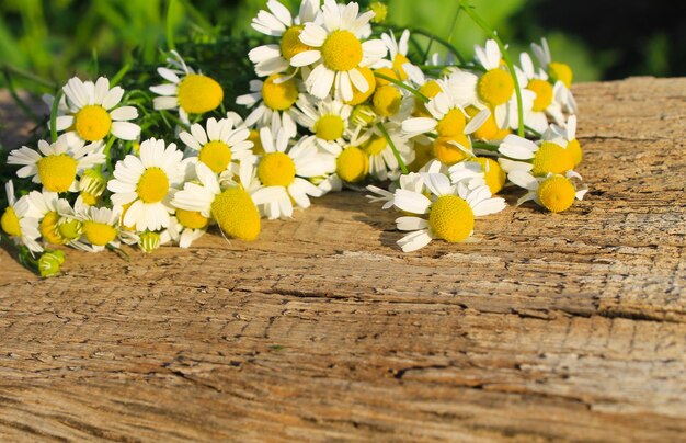 Fleurs de camomille sur le fond en bois