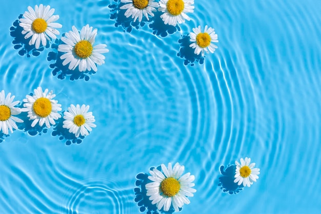 Fleurs de camomille sur un fond d'eau bleue avec des cercles concentriques d'une goutte Vue de dessus mise à plat