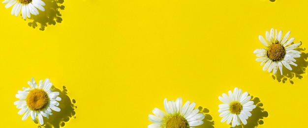 Fleurs de camomille sur fond d'eau jaune. Vue de dessus Mise à plat. Bannière.