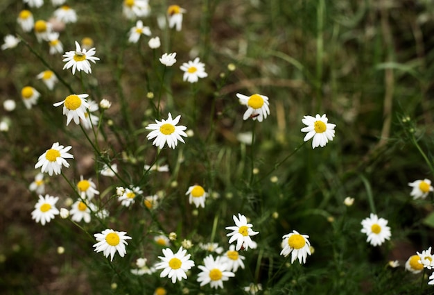 Fleurs de camomille sur fond vert de tiges et d'herbe. Parterre de fleurs dans le jardin.