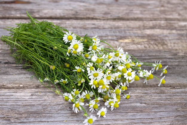 fleurs de camomille fraîches sur fond de bois