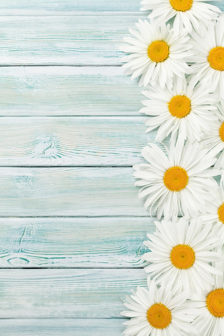 Photo fleurs de camomille jardin sur fond de bois