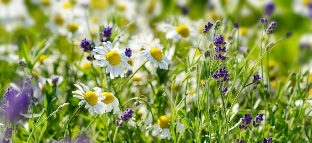 Fleurs de camomille et de lavande sur une prairie fleurie en été.