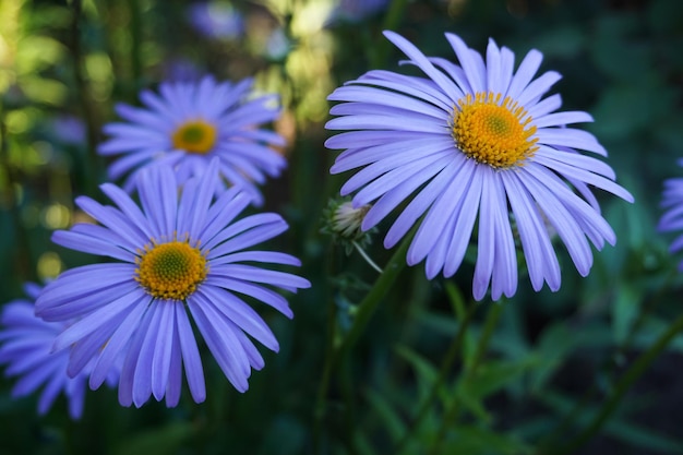 Fleurs de camomille lilas prises dans le jardin agrandi