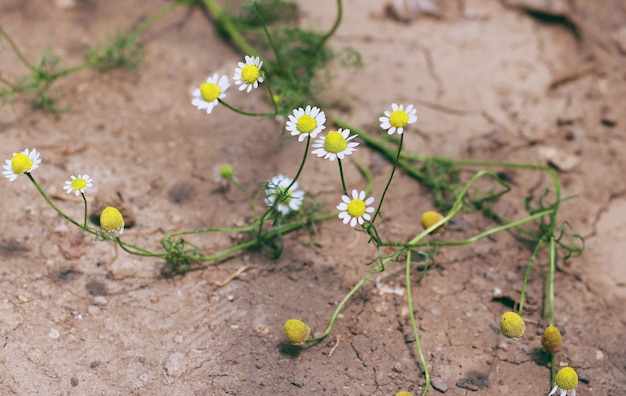 Fleurs de camomille de pharmacie poussant à travers un fond de sol sec