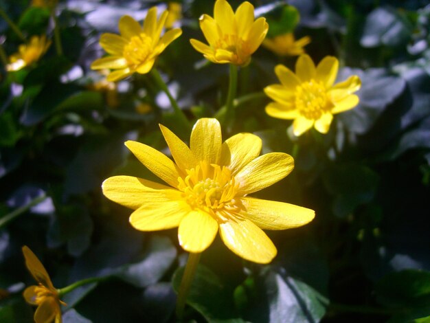 Fleurs de camomille en photo feuillage vert