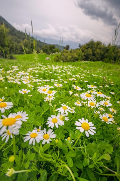 Fleurs de camomille sur un pré à l'extérieur