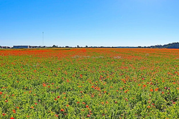 Fleurs de camomille des prés et paysage rural de coquelicots rouges