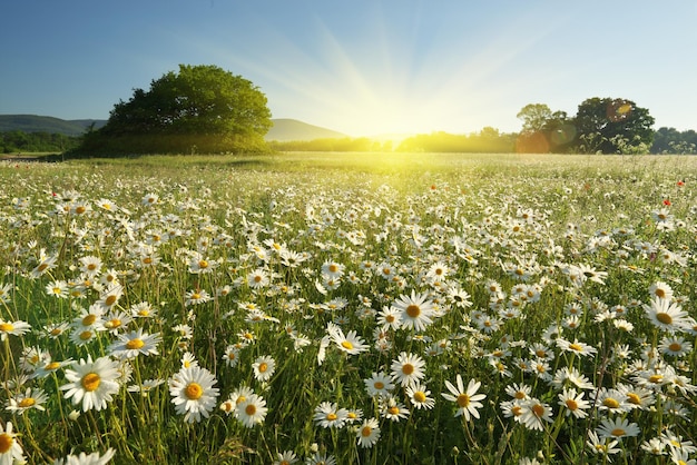 Fleurs de camomille de printemps dans le pré