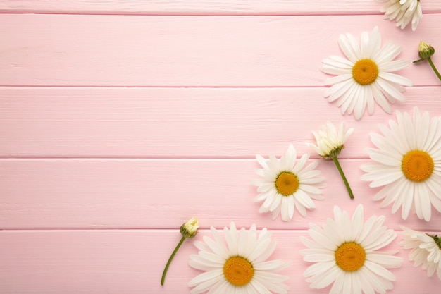 Fleurs de camomille de printemps et d'été sur fond de bois rose. Vue de dessus