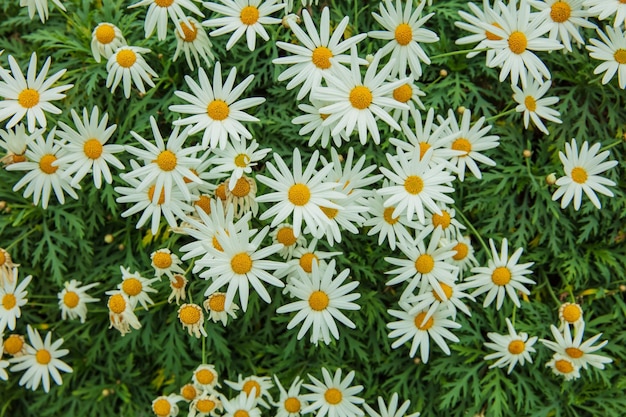 Fleurs de camomille prises dans les jardins