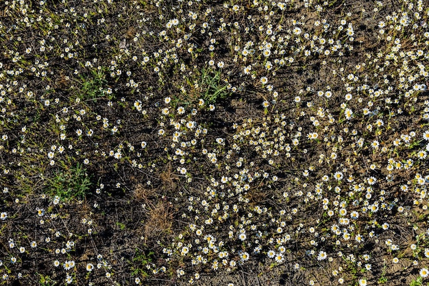 Fleurs de camomille sauvage fleurissant sur un pré
