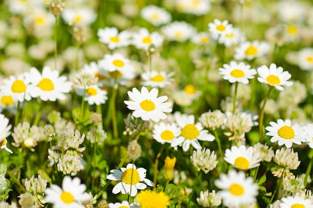 Fleurs de camomille sauvage (marguerite) poussant sur un pré vert