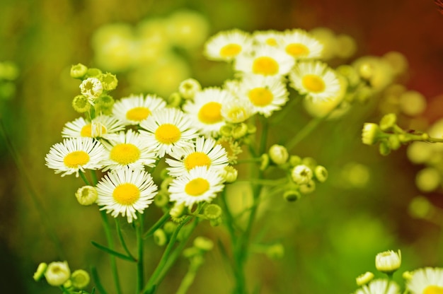 Fleurs de camomille sauvage poussant sur un pré vert, image hipster vintage rétro