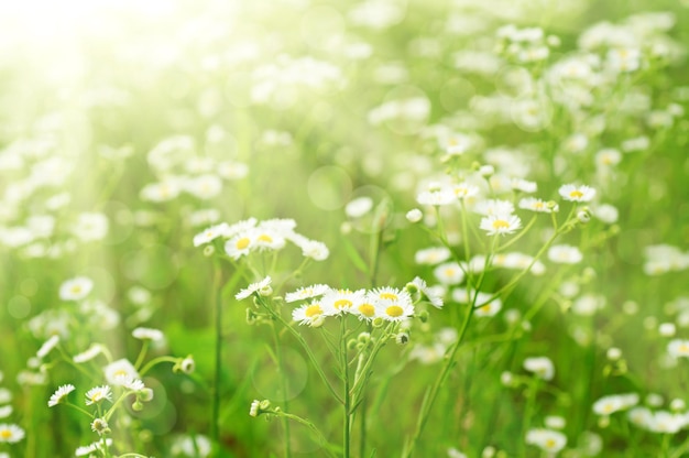 Fleurs de camomille sauvage poussant sur un pré vert, image macro avec la lumière du soleil