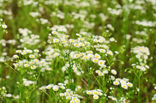 Fleurs de camomille sauvage