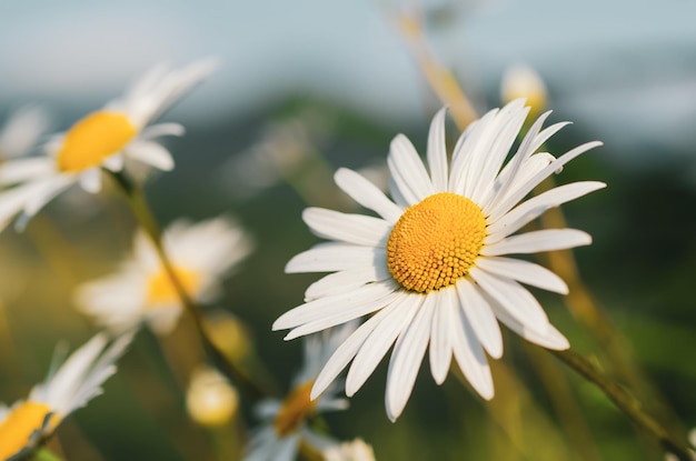 Fleurs de camomille sauvage