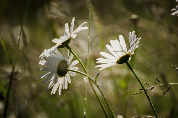 Fleurs de camomille sauvage