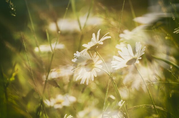 Fleurs de camomille sauvage