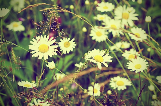 Fleurs de camomille sauvage