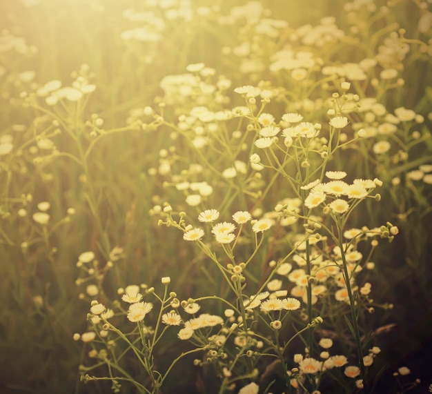 Fleurs de camomille sauvage