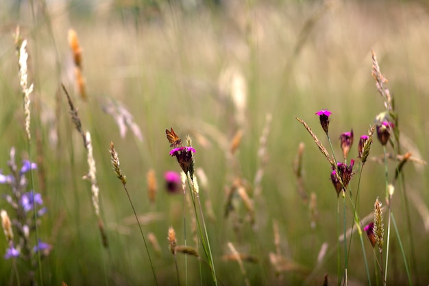 Fleurs de campagne