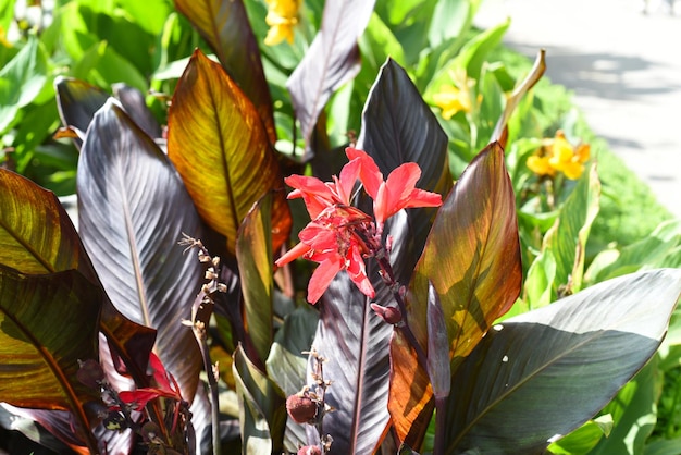 Fleurs de canna contre le ciel bleu