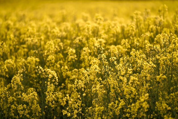 Fleurs de canola en fleurs gros plan Viol sur le terrain en été Huile de colza jaune vif Paysage agricole de champ de colza Champ de fleurs de canola gros plan Champ de colza agricole