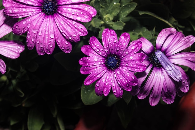 Fleurs de cap marguerite avec des gouttes de pluie