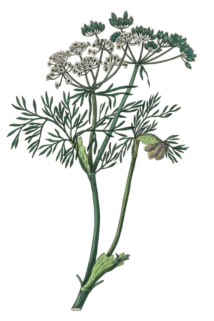 Photo des fleurs de carambole blanches et vertes dessin en png