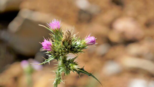 Photo fleurs de carduus pycnocephalus également connu sous le nom de chardon italien