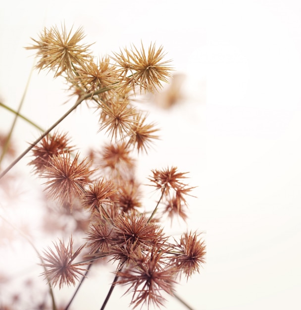 Fleurs de carex sur fond blanc