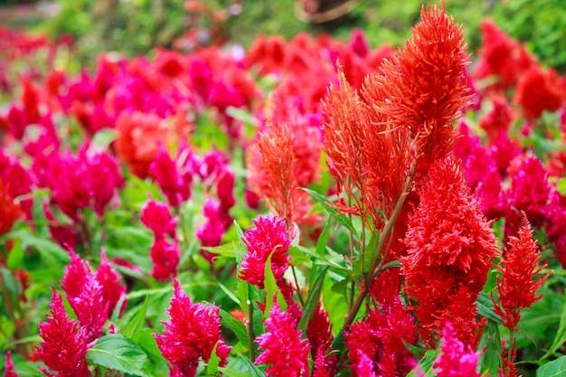 fleurs de Celosia Plumosa colorées, vives et colorées, avec un cercueil à plumes ou un peigne à coq argenté.