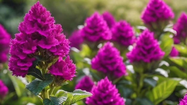 Des fleurs de celosia violettes dans le jardin en gros plan