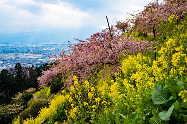 Les fleurs de cerise au printemps contre le ciel