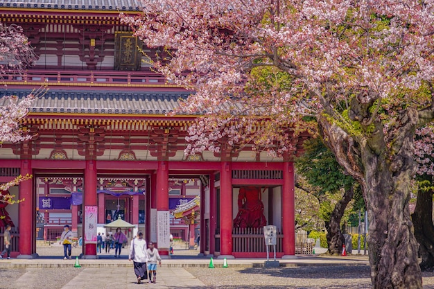 Les fleurs de cerise au temple d'Ikegami Honmonji
